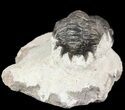 Bargain, Crotalocephalina Trilobite - Zguid, Morocco #49468-2